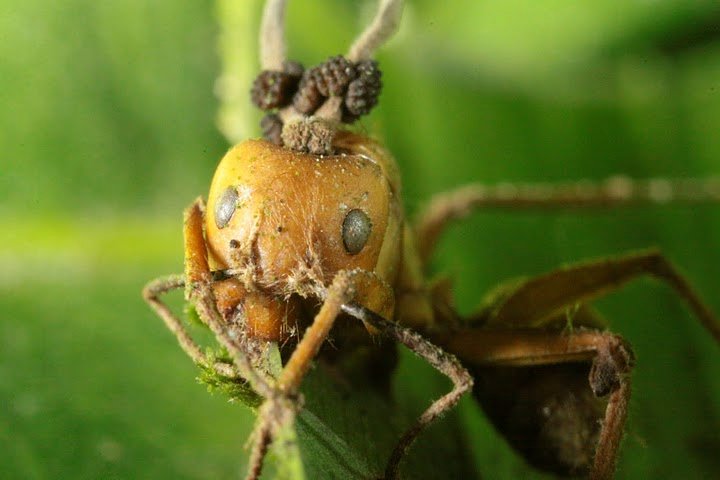 Camponotus leonardi